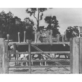 Flock of ostriches in a yard [Hawkesbury Agricultural College (HAC)]