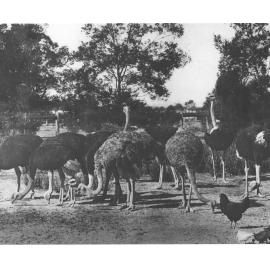 Flock of ostriches, feeding - chickens in the foreground [Hawkesbury Agricultural College (HAC)]