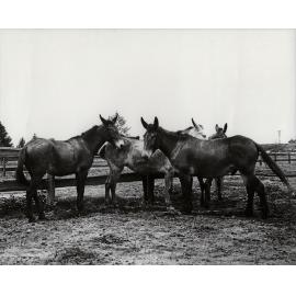 Four mules standing in a yard [Hawkesbury Agricultural College (HAC)]
