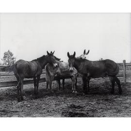 Four mules standing in a yard [Hawkesbury Agricultural College (HAC)]