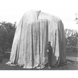 Fumigating trees in orchard - fruit tree completely covered in canvas [Hawkesbury Agricultural College (HAC)]