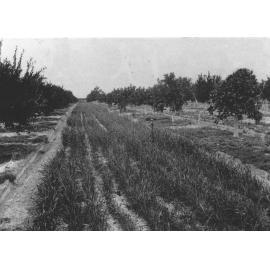 Green manure crop sown between rows in orchard [Hawkesbury Agricultural College (HAC)]
