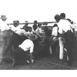 Horse casting - horse down (4 of 7) [Hawkesbury Agricultural College (HAC)]