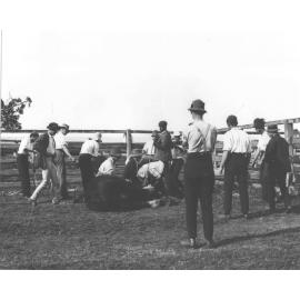Horse casting - horse down (5 of 7) [Hawkesbury Agricultural College (HAC)]