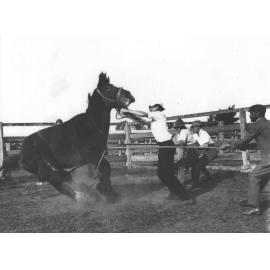 Horse casting - horse going down (2 of 7) [Hawkesbury Agricultural College (HAC)]