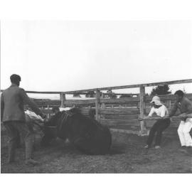 Horse casting - horse nearly down (3 of 7) [Hawkesbury Agricultural College (HAC)]