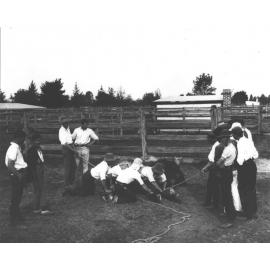 Horse casting - students holding horse and tying with ropes (6 of 7) [Hawkesbury Agricultural College (HAC)]