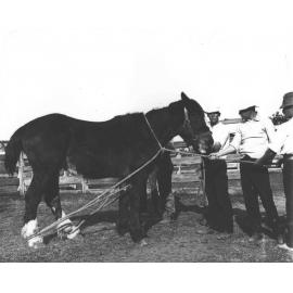 Horse casting - students preparing a horse for casting (1 of 7) [Hawkesbury Agricultural College (HAC)]