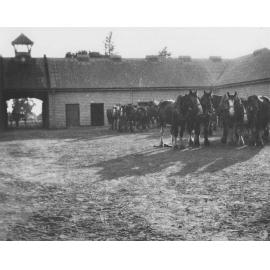 Horses (Clydesdales) inside Stable Square, early morning [Hawkesbury Agricultural College (HAC)]
