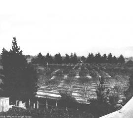 Looking across the orchard from the Western tower - looking towards the Blue Mountains [Hawkesbury Agricultural College (HAC)]