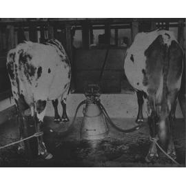 Machine milking [Hawkesbury Agricultural College (HAC)]