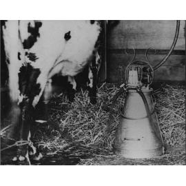 Machine milking [Hawkesbury Agricultural College (HAC)]