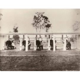 Milking bails - Cows being milked by hand [Hawkesbury Agricultural College (HAC)]