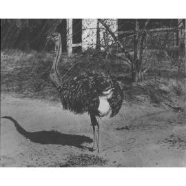 Ostrich chick (close up) [Hawkesbury Agricultural College (HAC)]