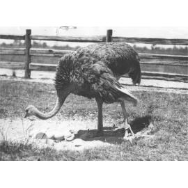 Ostrich guarding her eggs [Hawkesbury Agricultural College (HAC)]