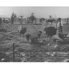 Ostriches and their chicks - a horse and wagon in the background [Hawkesbury Agricultural College (HAC)]