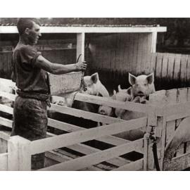 Piggery - Student feeding pigs in yards with open sheds [Hawkesbury Agricultural College (HAC)]