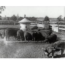 Pigs - Feeding in the yard [Hawkesbury Agricultural College (HAC)]