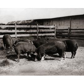 Pigs - Young Berkshire boars feeing in a yard with the Piggery Office behind [Hawkesbury Agricultural College (HAC)]