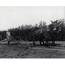 Ploughing - Student working two-mule team [Hawkesbury Agricultural College (HAC)]
