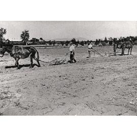 Ploughing - Two students with one and two-mule teams [Hawkesbury Agricultural College (HAC)]