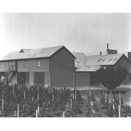 Preserving Shed (exterior) - staked grape vines in foreground [Hawkesbury Agricultural College (HAC)]