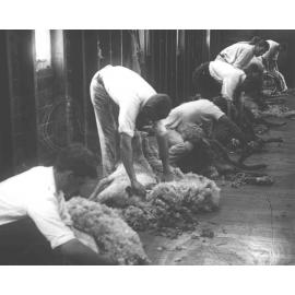 Shearing Shed (interior) - Students shearing sheep with hand (blade) shears [Hawkesbury Agricultural College (HAC)]