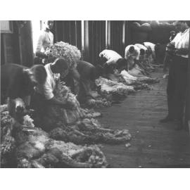 Shearing Shed (interior) - Students shearing sheep with hand (blade) shears [Hawkesbury Agricultural College (HAC)]