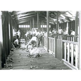 Shearing Shed (interior) - Students shearing sheep with hand (blade) shears [Hawkesbury Agricultural College (HAC)]