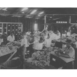 Shearing Shed (interior) - Wool classing, students sorting/grading fleeces [Hawkesbury Agricultural College (HAC)]