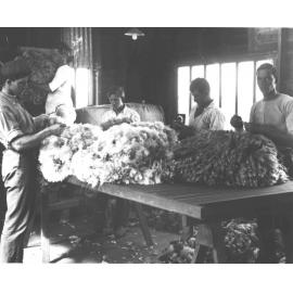 Shearing Shed (interior) - Wool classing, students sorting/grading fleeces [Hawkesbury Agricultural College (HAC)]