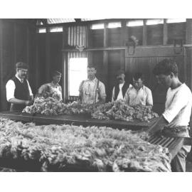 Shearing Shed (interior) - Wool classing, students sorting/grading fleeces [Hawkesbury Agricultural College (HAC)]