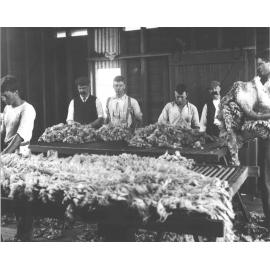 Shearing Shed (interior) - Wool classing, students sorting/grading fleeces [Hawkesbury Agricultural College (HAC)]
