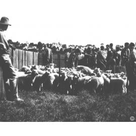 Sheep - Group of students around a pen of lambs [Hawkesbury Agricultural College (HAC)]