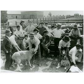 Sheep in the holding yards - group of students at work [Hawkesbury Agricultural College (HAC)]