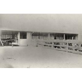 Student and calves in holding yard (Print 1 of 2) [Hawkesbury Agricultural College (HAC)]