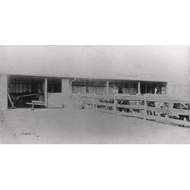 Student and calves in holding yard (Print 2 of 2) [Hawkesbury Agricultural College (HAC)]