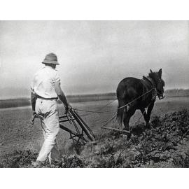Student cultivating with horse-drawn implement [Hawkesbury Agricultural College (HAC)]