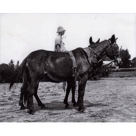 Student sitting on one of two mules harnessed for work [Hawkesbury Agricultural College (HAC)]