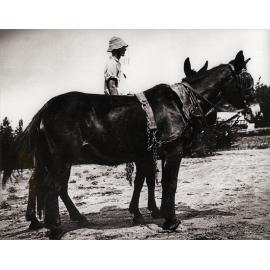 Student sitting on one of two mules harnessed for work [Hawkesbury Agricultural College (HAC)]