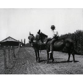 Student sitting on one of two mules harnessed for work [Hawkesbury Agricultural College (HAC)]