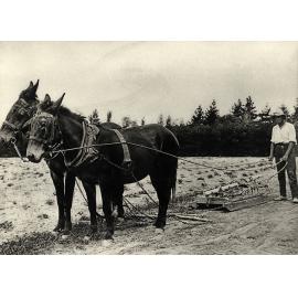 Student working a two-mule team - pulling a harrow on slide [Hawkesbury Agricultural College (HAC)]