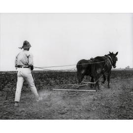 Student working two-mule team - harrowing [Hawkesbury Agricultural College (HAC)]