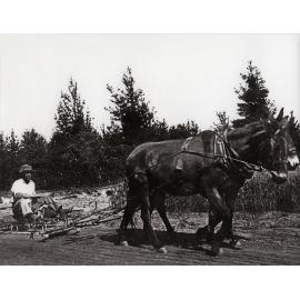 Student working two-mule team - pulling a harrows on slide with student sitting on top [Hawkesbury Agricultural College (HAC)]