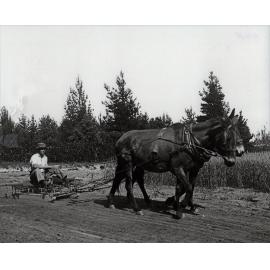 Student working two-mule team - pulling a harrows on slide with student sitting on top [Hawkesbury Agricultural College (HAC)]