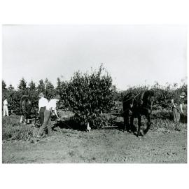 Students and horses working in the orchard [Hawkesbury Agricultural College (HAC)]
