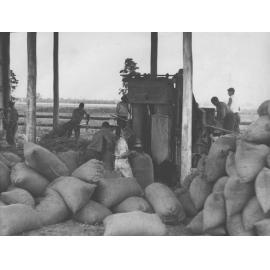 Students chaffing and bagging hay - using a tractor for power [Hawkesbury Agricultural College (HAC)]