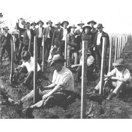 Students grafting grapes - top working [Hawkesbury Agricultural College (HAC)]