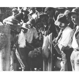 Students holding an ostrich by its back feathers, other students looking on [Hawkesbury Agricultural College (HAC)]