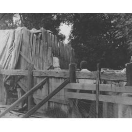 Students loading ostriches into a covered wagon [Hawkesbury Agricultural College (HAC)]